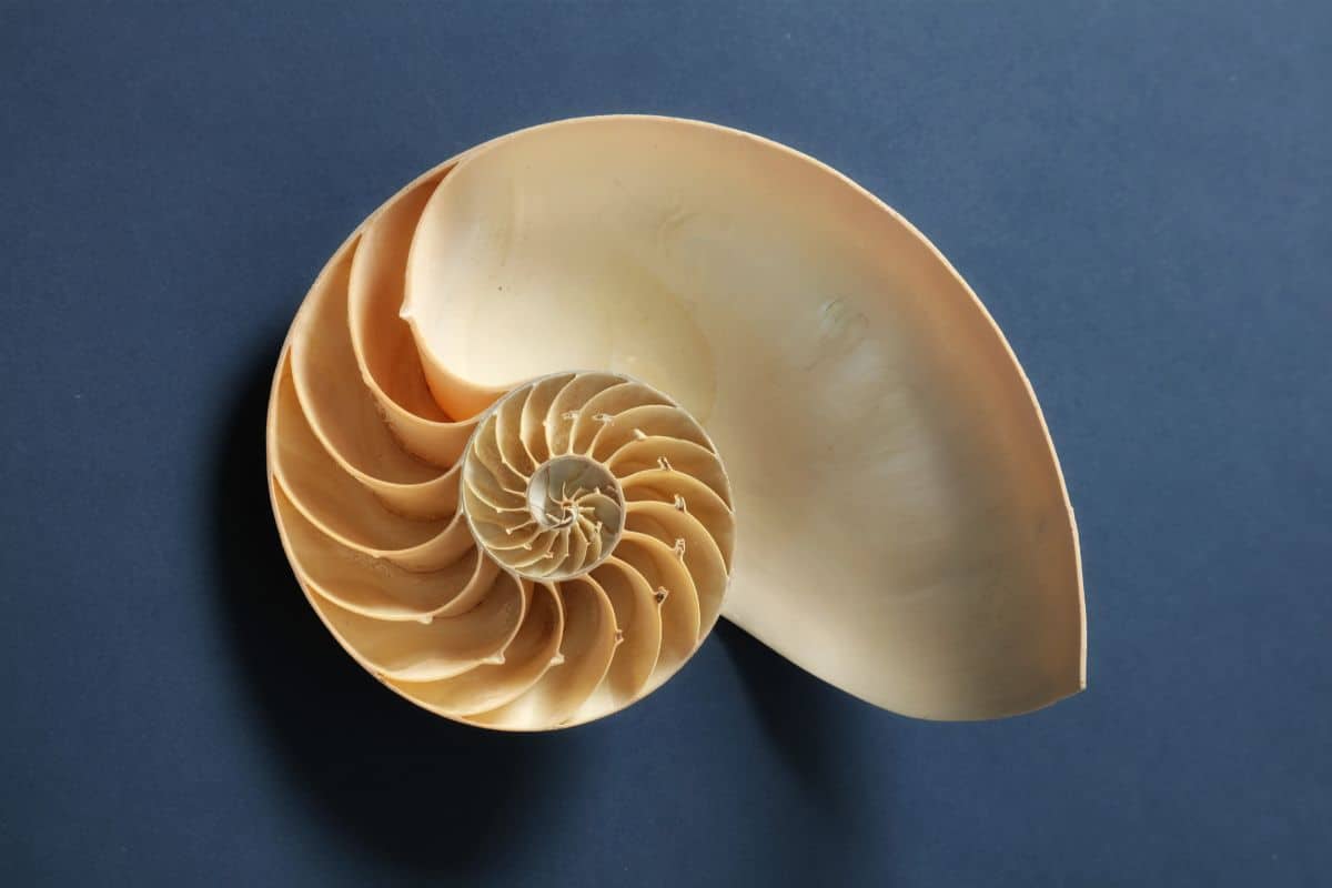 fibonacci spiral